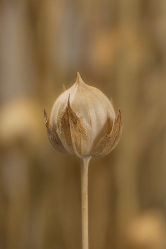 Landelijke sfeer: Een sprietje vlas