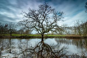 Der markante Baum