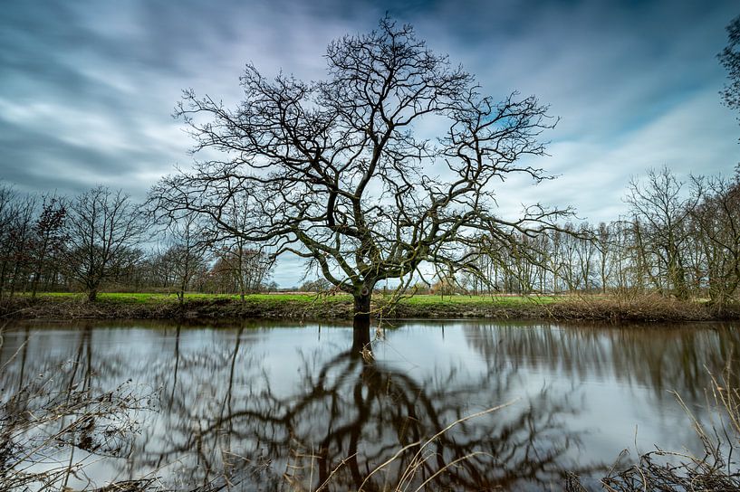 Der markante Baum von Gerry van Roosmalen