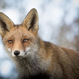 Fox on the lookout by Herbert van der Beek