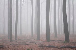 Mistig herfst bos