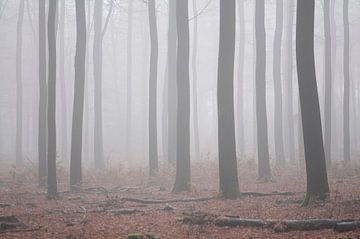 Mistig herfst bos van Elles Rijsdijk