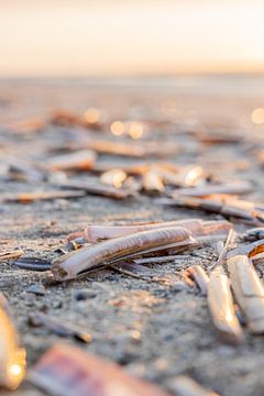 Coquillages sur la plage sur Lydia