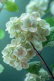 Gros plan sur des fleurs d'hortensia rose tendre sur Art & Soul Creations