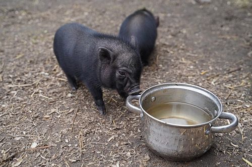 Mini biggetje bij zijn eerste uittocht op de boerderij.