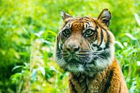 Der Rotterdamer Tiger
