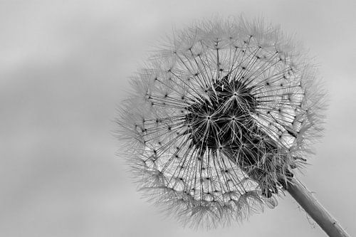 Flusenball aus Löwenzahn.