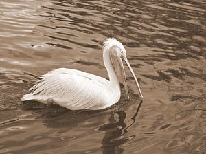 Pelikan in Sepia