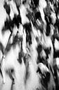 Impression of the audience at the Noorderbrugparade by Streets of Maastricht thumbnail