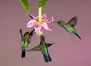 Kolibri Talamanca in Costa Rica