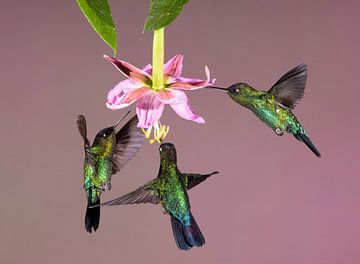 Colibri Talamanca au Costa Rica sur Rob Kempers