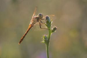 Libellule sur Moetwil en van Dijk - Fotografie