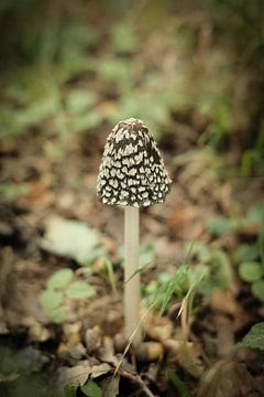 Kleiner brauner Pilz im Wald | Niederlande | Natur- und Landschaftsfotografie von Diana van Neck Photography