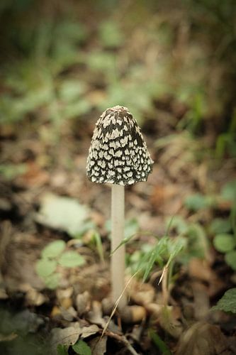 Kleine bruine paddenstoel in het bos | Nederland | Natuur- en Landschapsfotografie