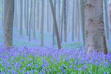 Lila-grüner Frühling von Bas Oosterom