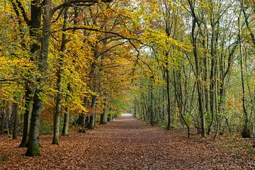 Forest in autumn colours by Richard Gilissen