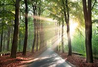 Sun in a misty forest in Drenthe