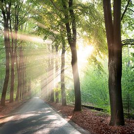 Sonne in einem nebligen Wald in Drenthe von Peter Heeling
