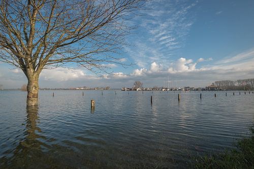 Hoogwater bij haven Maurik