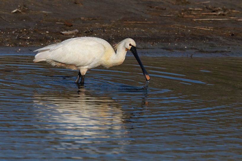 Löffler (Platalea leucorodia) Texel Holland von Frank Fichtmüller