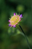 Mooie zomerbloem in closeup 