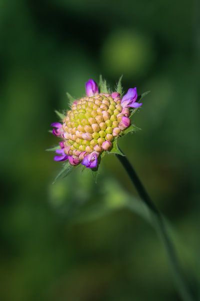 Mooie zomerbloem in closeup  par Lily Ploeg