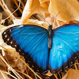 La merveille bleue sur Randy Riepe