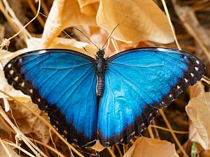 Das blaue Wunder von Randy Riepe