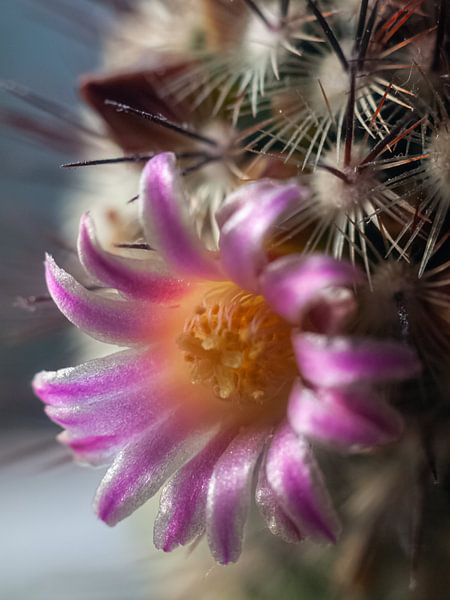 Blühender Kaktus von Martijn Wit