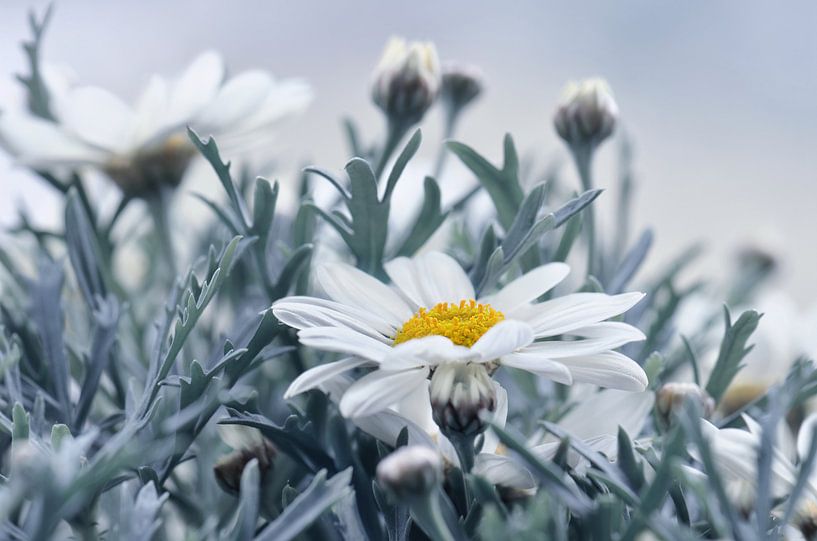 Daisies by Violetta Honkisz