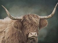 Portret van een schotse hooglander met waterverf achtergrond