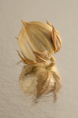 Landelijke sfeer: Abstracte weerspiegeling van een klein stukje vlas