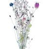 Getrockneter Blumenstrauß mit Nigella von jowan iven