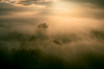 Misty forest overhead aerial view during autumn by Sjoerd van der Wal Photography