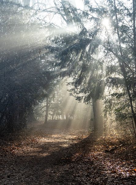Een Droom van de Lente van Sake van Pelt