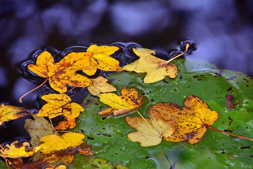 Feuille d'eau 2 par Edgar Schermaul