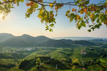 Prosecco-Hügel, Blick auf die Weinberge. Italien
