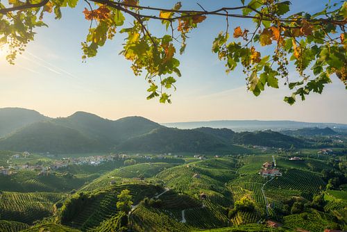 Prosecco Hills, uitzicht op wijngaarden. Italië
