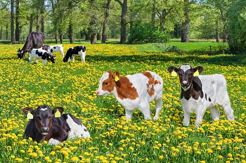 Group of newborn calves with cow in dutch meadow with dandelions