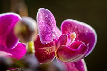 Orchid by Rob Boon