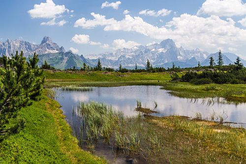 Bergmeertje in het groen