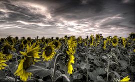 Sunflowers against grey background by Atelier Liesjes