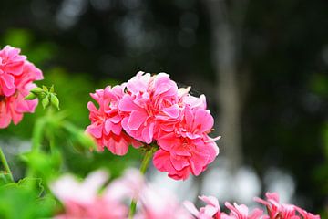 prachtig rose bloem von Gerrit Neuteboom