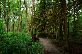 chemin forestier, du clair au foncé