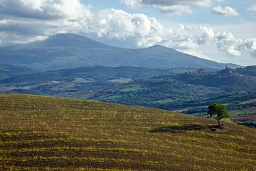 Boom in het landschap van Toscane , Italië van Discover Dutch Nature