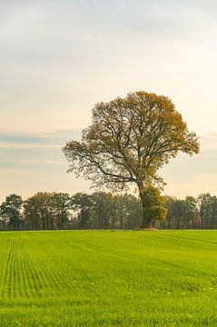 Eikenboom in een veld tijdens de herfst van Sjoerd van der Wal