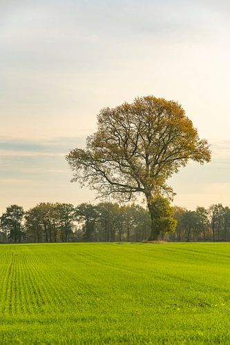 Eikenboom in een veld tijdens de herfst