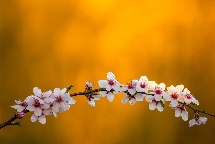 Almond Blossom by Thomas Herzog