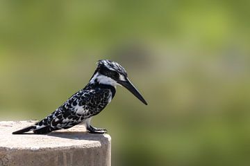 Pied kingfisher in south Africa by Marjolein Fortuin