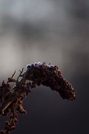 De bevroren bloem van de fluweelboom van Mirjam van der Sluijs